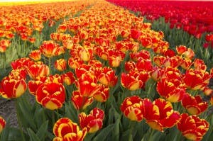 Champs de tulipes - Allemagne 