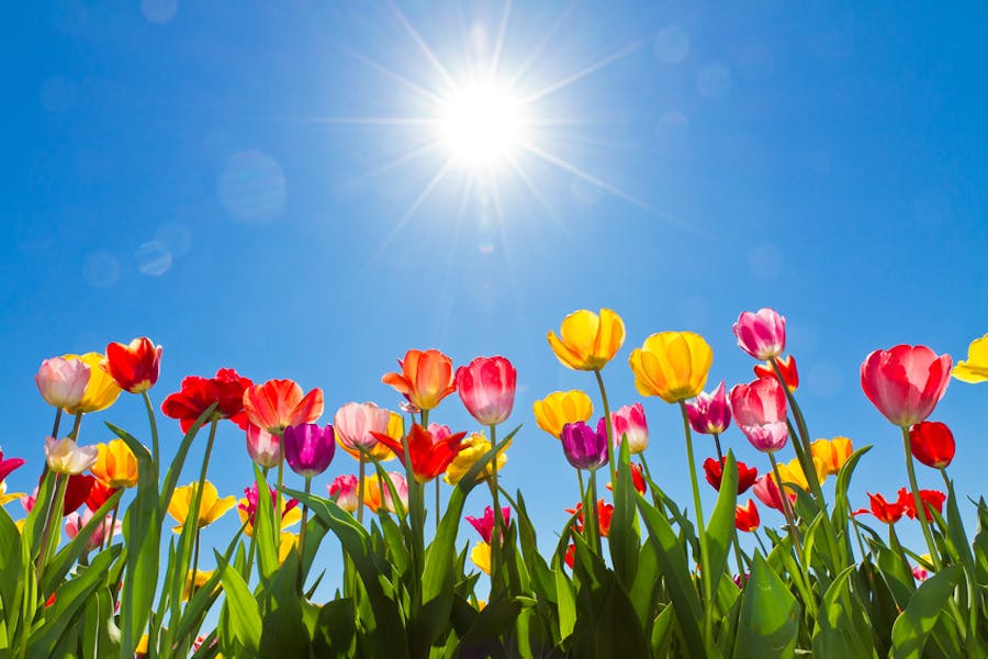 Fleurs du Monde: l’Allemagne