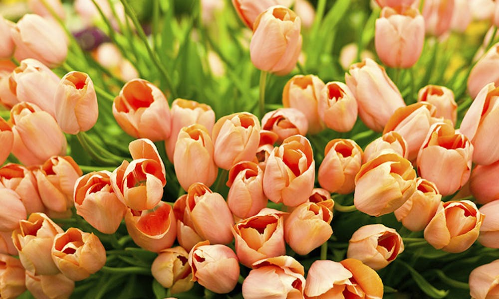 Voyagez au Mondial des Fleurs