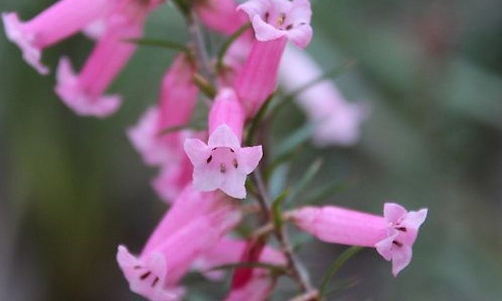 Fleurs du Monde: Australie