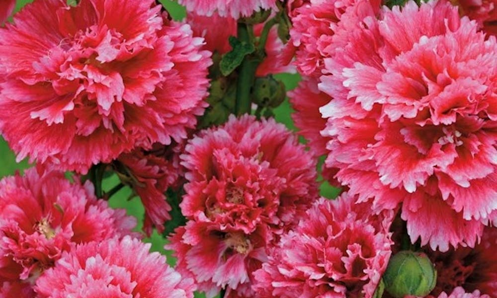 Fleurs du Monde: Espagne