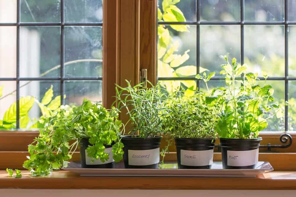 Wie man die besten Pflanzen und Blumen für die Dekoration seines Hauses auswählt
