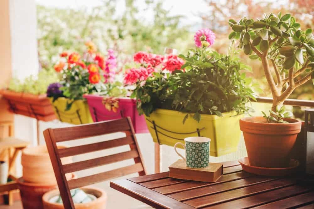 Wie man die besten Pflanzen und Blumen für die Dekoration seines Hauses auswählt