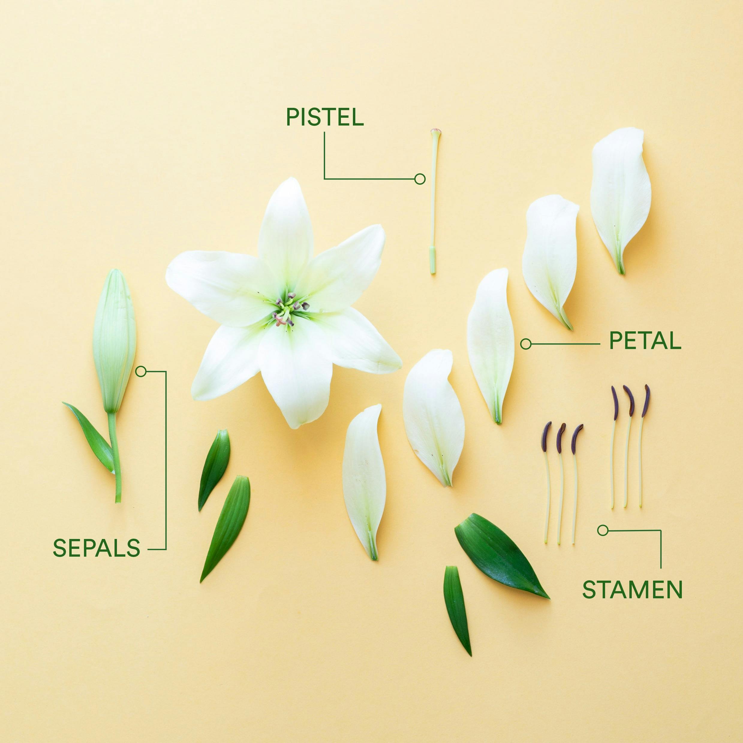 Diagram of parts of a flower