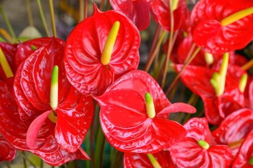 anthurium red