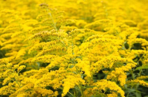 goldenrod