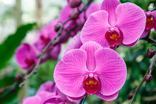 Pink orchids