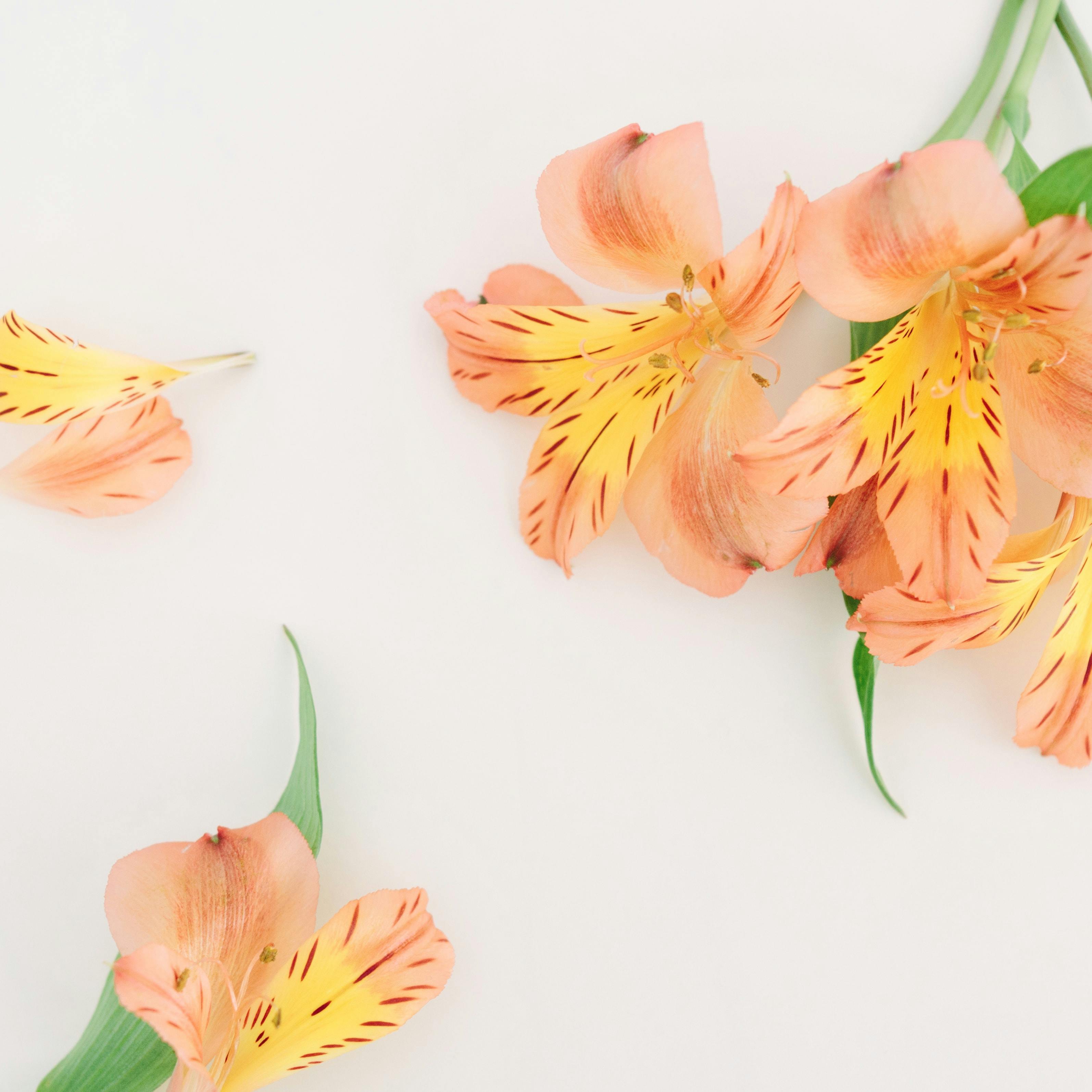 Alstromeria petals scattered