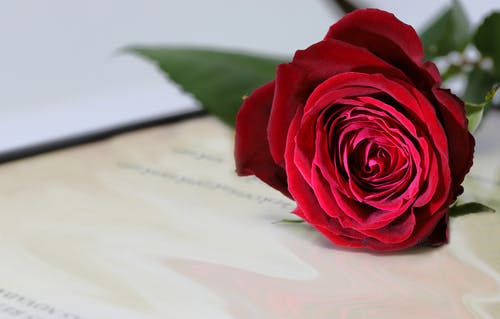 Red rose and letter