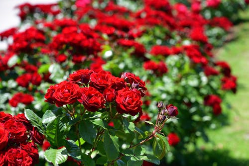 Red roses in a garden