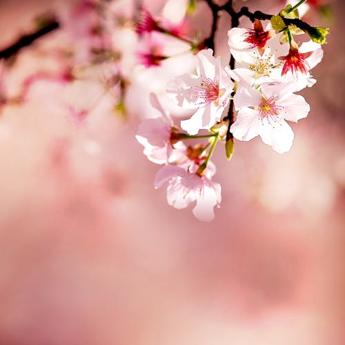 Pink cherry blossom on a tree