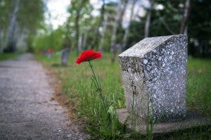 Red carnation on war grave