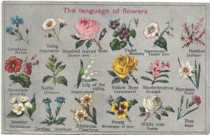 Language of flowers