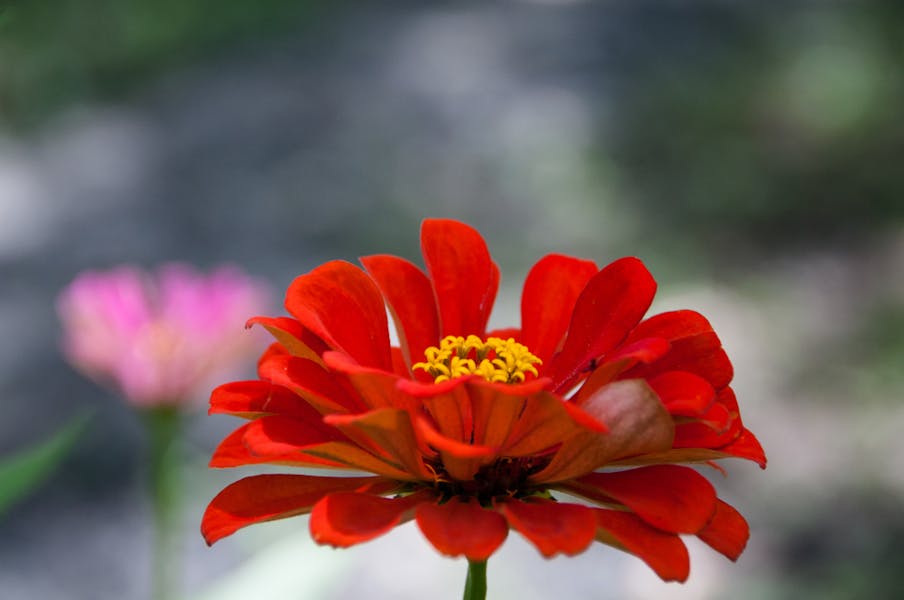 Welche Blumen kann man jetzt noch pflanzen?