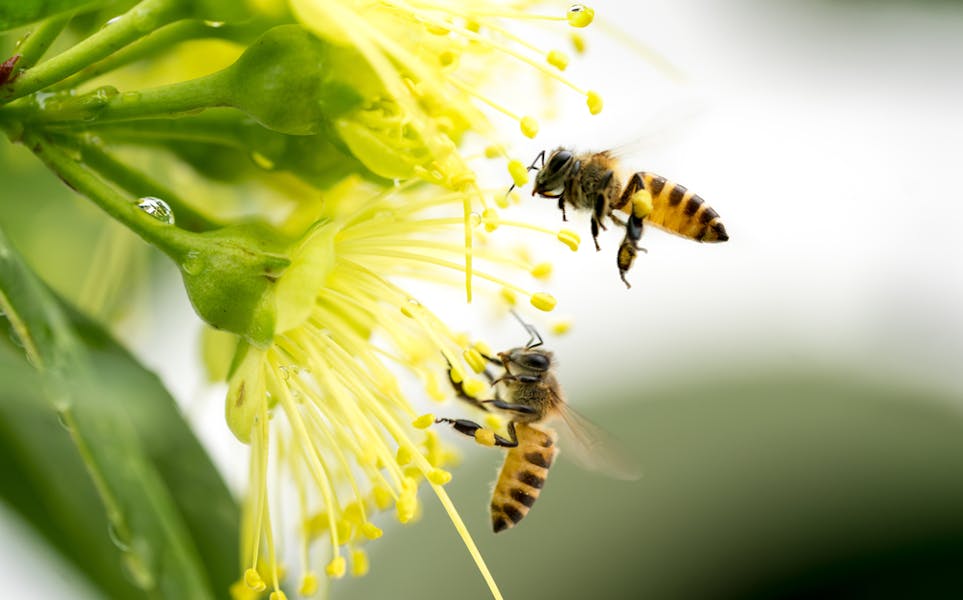 Welche Blumen für Bienen?