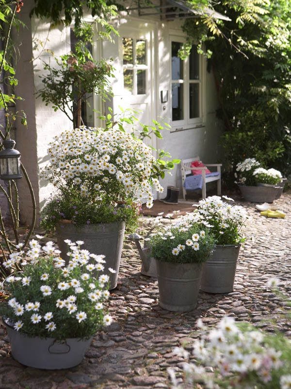 Prod.-Nr. 3227 Margeriten, Foto: Zinkgefäße Idee: Eimer und Wannen aus Zink sind mit ihrem Grauton schmucke Übertöpfe für Margeriten. Die Gefäße bieten Platz für Hochstamm-Margeriten, niedrige Stauden-Margeriten, Margeritenbüsche und Spanisches Gänseblümchen (violettblau). Produkte: Großer Zinkeimer, ca. 60 cm hoch, 50 cm Durchmesser, 29,50 Euro von DIE WOHNGESCHWISTER. Antike graue Waschschüssel und Gießkanne gesehen beim LIEBLINGSZIMMER. Produktion: Wilckens & Brückner, Produktionstermin: 14.07.08, Fotos: Uwe Schiereck