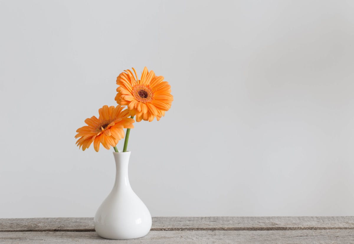 Lass dich nicht vom Winter unterkriegen: 5 Blumen, um deinen Blue Monday aufzuheitern