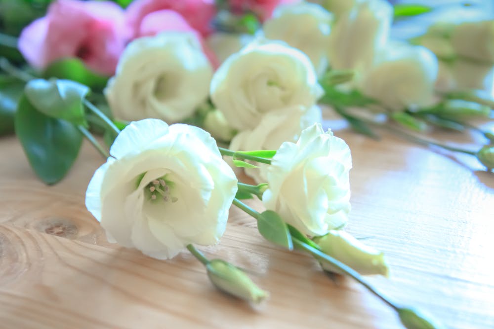 Lass dich nicht vom Winter unterkriegen: 5 Blumen, um deinen Blue Monday aufzuheitern