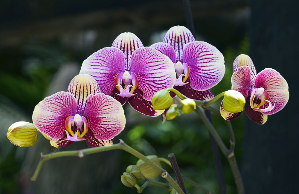 Lass dich nicht vom Winter unterkriegen: 5 Blumen, um deinen Blue Monday aufzuheitern