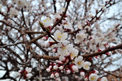 Welche Blumen blühen im April?