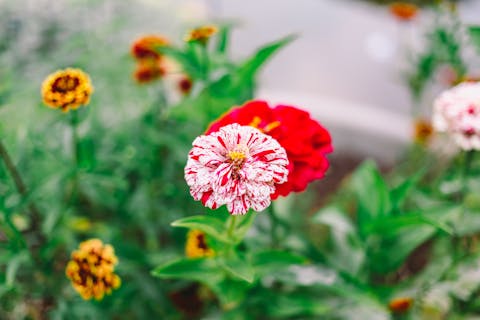 Welche Blumen blühen im August?