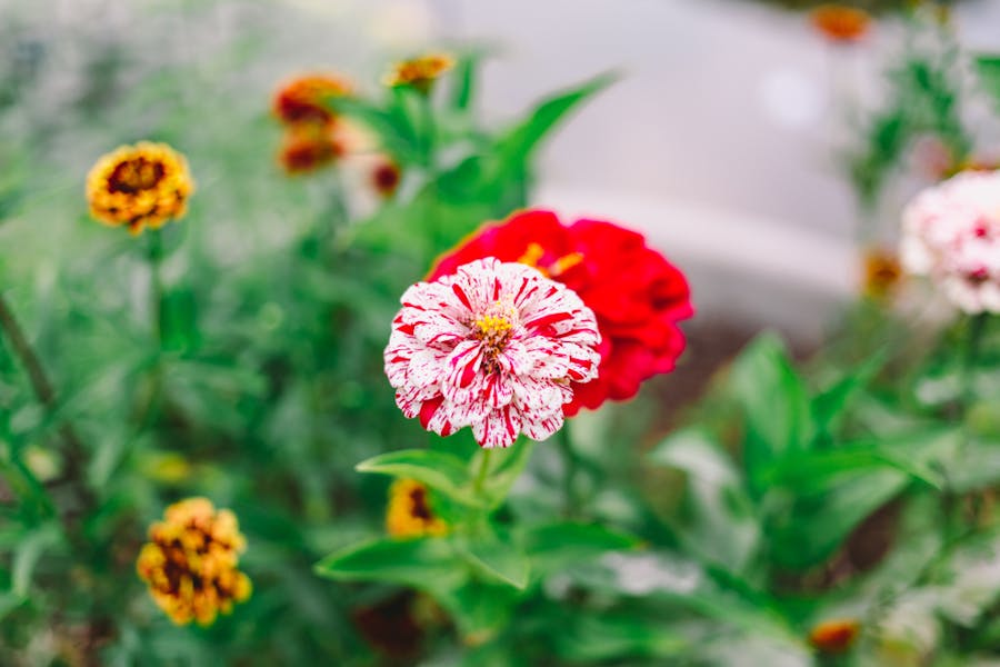 Welche Blumen blühen im August?