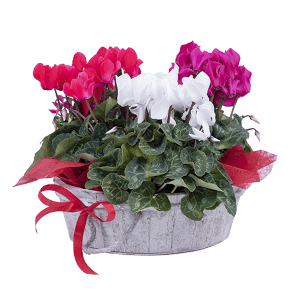 Red white and pink cyclamen plant in a basket