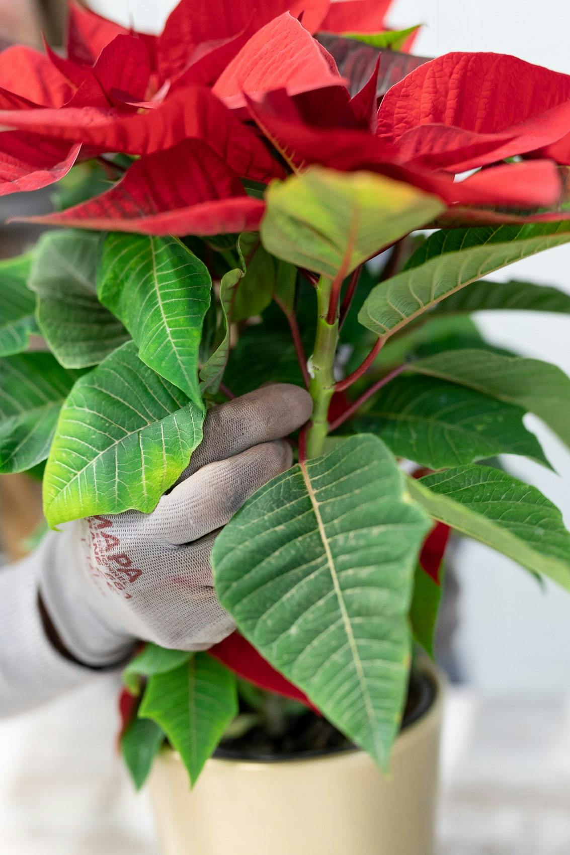 poinsettia pruning