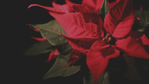 Wie man einen Weihnachtsstern (Poinsettie) pflegt (und dafür sorgt, dass er Weihnachten überlebt)