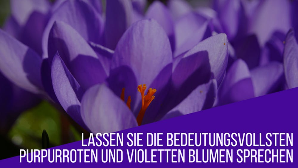 Lassen Sie die bedeutungsvollsten purpurroten und violetten Blumen sprechen