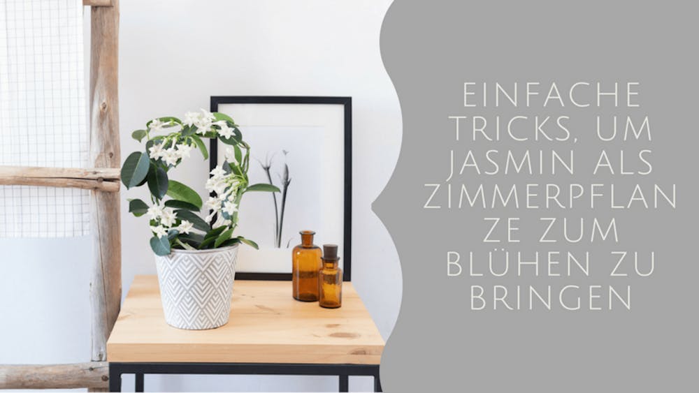 Einfache Tricks, um Jasmin als Zimmerpflanze zum Blühen zu bringen