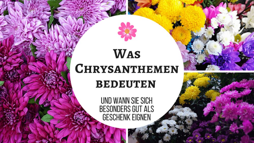 Was Chrysanthemen bedeuten und wann sie sich besonders gut als Geschenk eignen