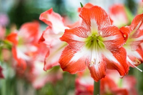 Rote und weiße Amaryllis