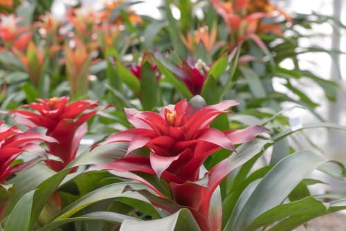 Blühende rote und orange Bromelien