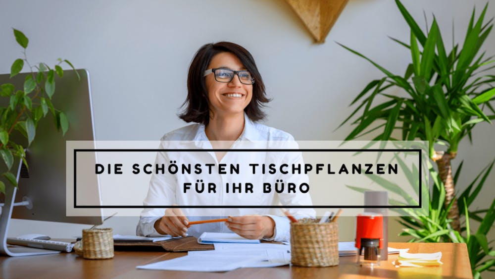 Die schönsten Tischpflanzen für Ihr Büro