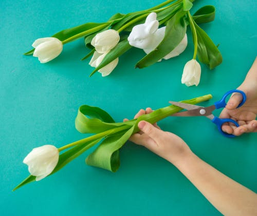 Die besten und einfachsten Tricks, um geschnittene Tulpen schneller zum Erblühen zu bringen