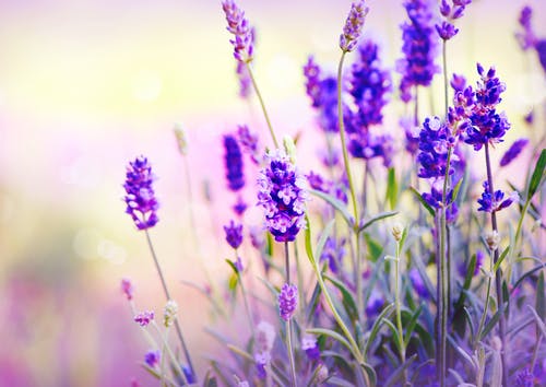 Welche Blumen Sie am Valentinstag auf jeden Fall meiden sollten