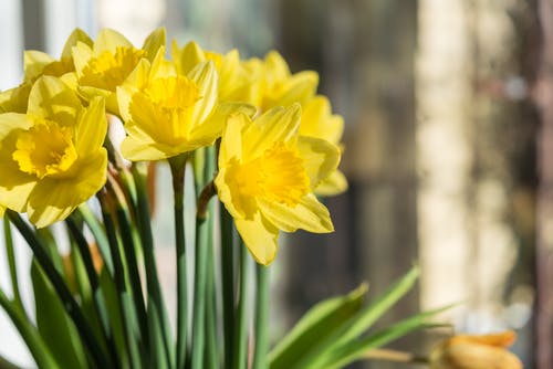 Welche Blumen Sie am Valentinstag auf jeden Fall meiden sollten