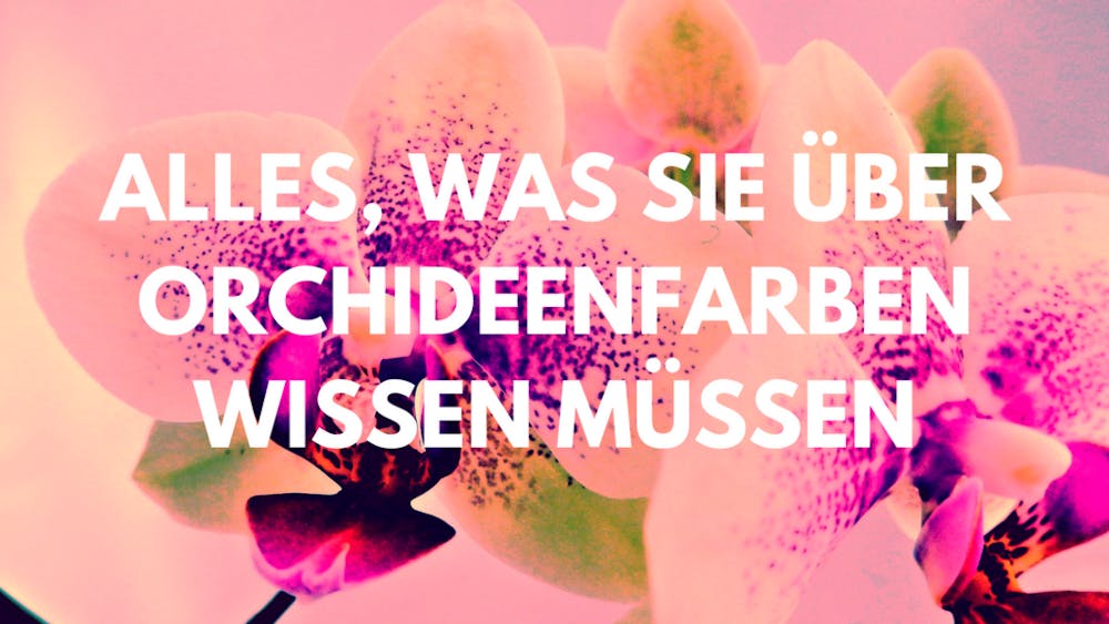 Alles, was Sie über Orchideenfarben wissen müssen