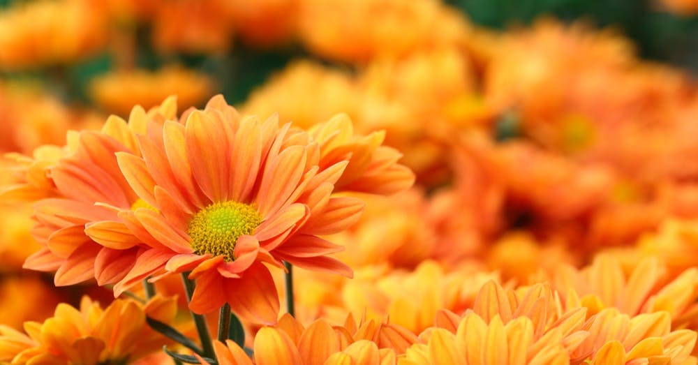 Was orange Blumen in einem Überraschungsgeschenk bedeuten