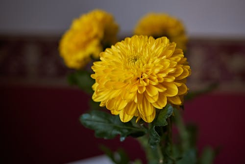 Welche Blumen Sie am Valentinstag auf jeden Fall meiden sollten