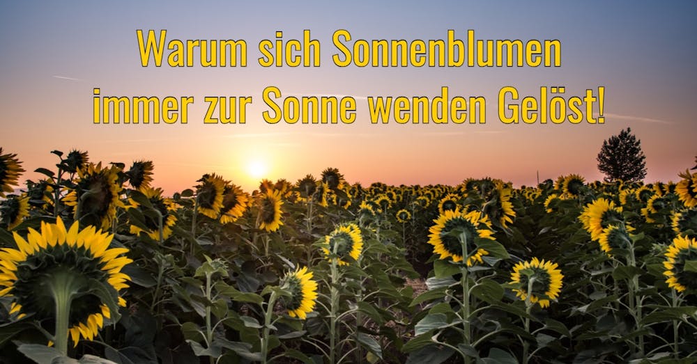 Warum sich Sonnenblumen immer zur Sonne wenden Gelöst!