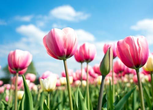 Was die Farben der Tulpen bedeuten – ein Leitfaden