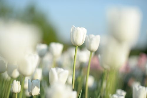 Was die Farben der Tulpen bedeuten – ein Leitfaden