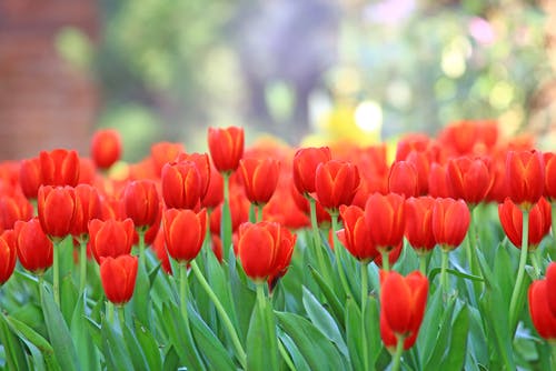 Was die Farben der Tulpen bedeuten – ein Leitfaden