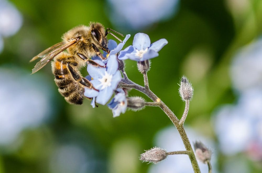 Blaue Blumen und ihre Bedeutung