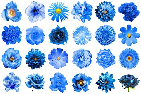 Blaue Blumen und ihre Bedeutung