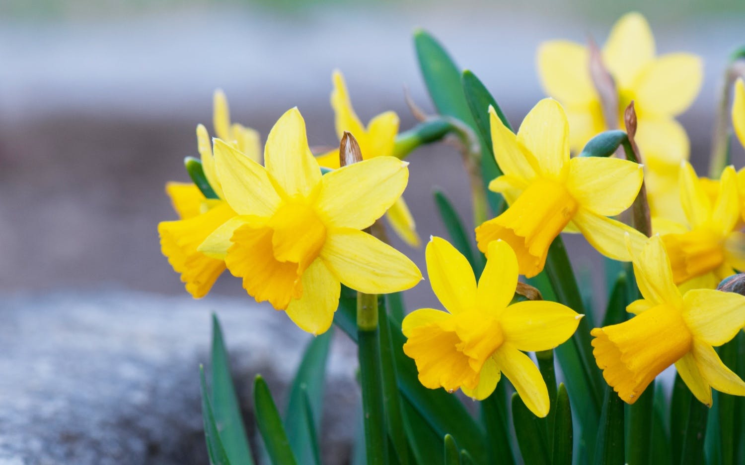 Gelbe Blumen und ihre Bedeutung