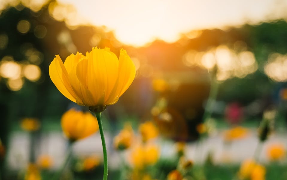 Gelbe Blumen und ihre Bedeutung