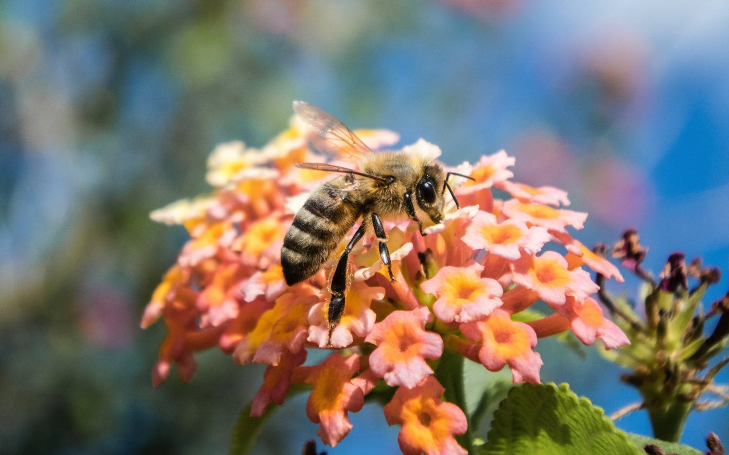 Wie bekommen Blumen ihre Farbe?